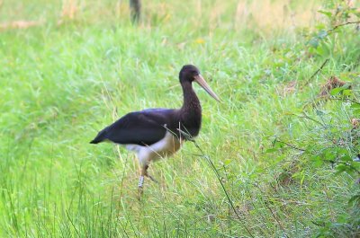 Zwarte ooievaar - Black Stork - Ciconia nigra