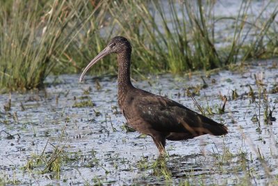 Zwarte ibis - Glossy ibis - Plegadis falcinellus