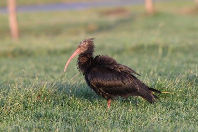 Heremietibis - Hermit Ibis  -Geronticus eremita