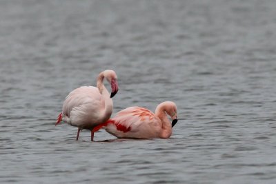 Flamingo, - Flamingo - Phoenicopterus roseus