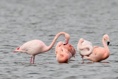 Flamingo, - Flamingo - Phoenicopterus roseus