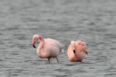 Flamingo, - Flamingo - Phoenicopterus roseus