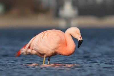 Chileense flamingo - Chilean Flamingo -Phoenicopterus chilensis