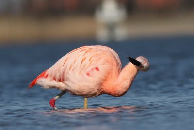 Chileense flamingo - Chilean Flamingo -Phoenicopterus chilensis