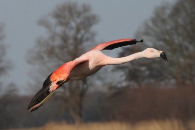 Chileense flamingo - Chilean Flamingo -Phoenicopterus chilensis