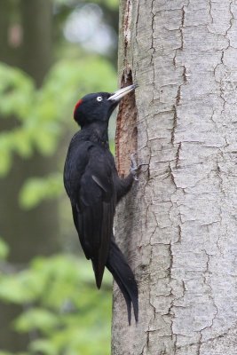 Zwarte specht - Black Woodpecker - Dryocopus martius
