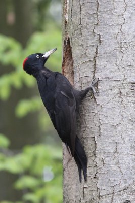 Zwarte specht - Black Woodpecker - Dryocopus martius