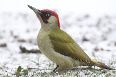 Groene specht - Green woodpecker - Picus viridis