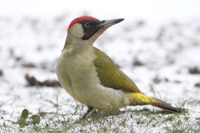 Groene specht - Green woodpecker - Picus viridis