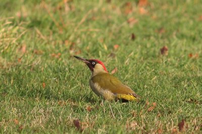 Groene specht - Green woodpecker - Picus viridis