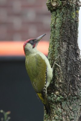 Groene specht - Green woodpecker - Picus viridis