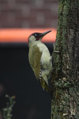 Groene specht - Green woodpecker - Picus viridis