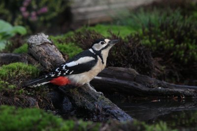 Grote bonte specht - Greater spotted woodpecker - Dendrocopos