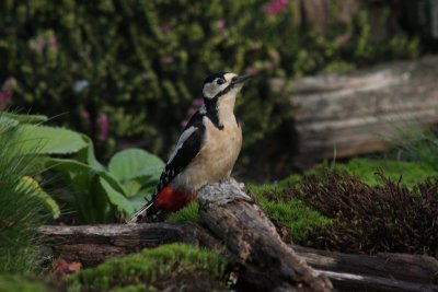 Grote bonte specht - Greater spotted woodpecker - Dendrocopos