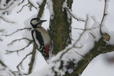Grote bonte specht - Greater spotted woodpecker - Dendrocopos