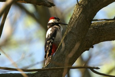 Syrische bonte specht - Syrian woodpecker - Dendrocopos syriacus