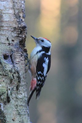 Middelste bonte specht - middle spotted woodpecker - Leiopicus medius