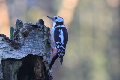 Middelste bonte specht - middle spotted woodpecker - Leiopicus medius