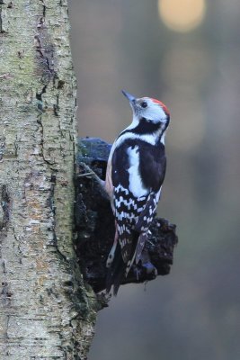 Middelste bonte specht - middle spotted woodpecker - Leiopicus medius