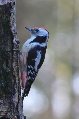 Middelste bonte specht - middle spotted woodpecker - Leiopicus medius