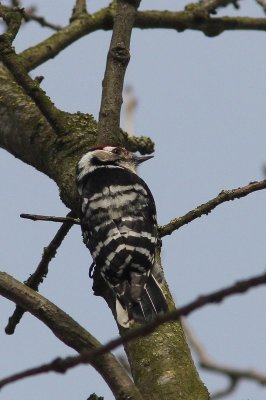 Kleine bonte specht - lesser spotted woodpecker - Dryobates minor