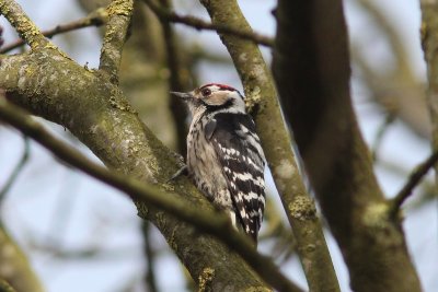 Kleine bonte specht - lesser spotted woodpecker - Dryobates minor
