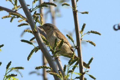 Draaihals - Wryneck - Jynx torquilla