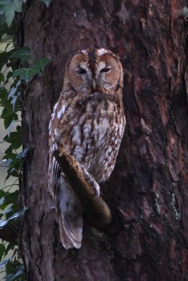Bosuil -  tawny owl - Strix aluco