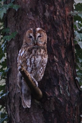 Bosuil -  tawny owl - Strix aluco