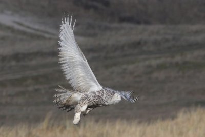 Sneeuwuil - Snowy Owl - Bubo scandiacus