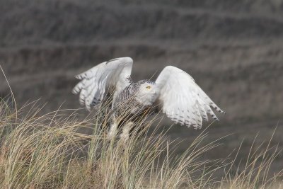 Sneeuwuil - Snowy Owl - Bubo scandiacus