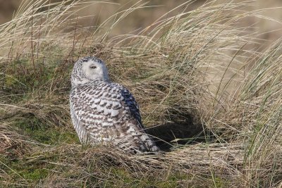 Sneeuwuil - Snowy Owl - Bubo scandiacus