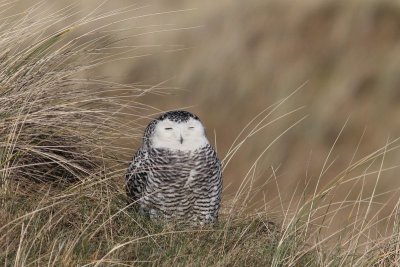 Sneeuwuil - Snowy Owl - Bubo scandiacus