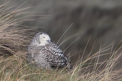 Sneeuwuil - Snowy Owl - Bubo scandiacus