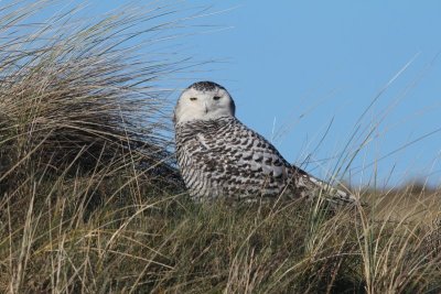 Sneeuwuil - Snowy Owl - Bubo scandiacus