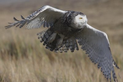 Sneeuwuil - Snowy Owl - Bubo scandiacus