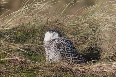 Sneeuwuil - Snowy Owl - Bubo scandiacus