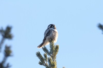 sperweruil - Northern Hawk-Owl - Surnia ulula