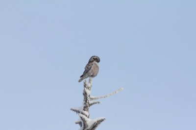 sperweruil - Northern Hawk-Owl - Surnia ulula