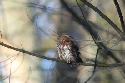 Dwerguil - Eurasian Pygmy Owl - Glaucidium passerinum