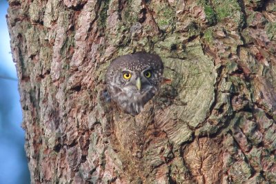 Dwerguil - Eurasian Pygmy Owl - Glaucidium passerinum