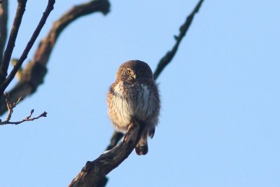 Dwerguil - Eurasian Pygmy Owl - Glaucidium passerinum