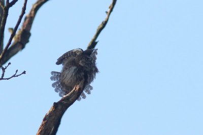 Dwerguil - Eurasian Pygmy Owl - Glaucidium passerinum