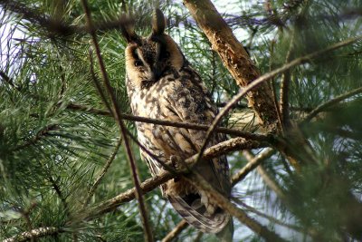 Ransuil - Long-eared owl - Asio otus