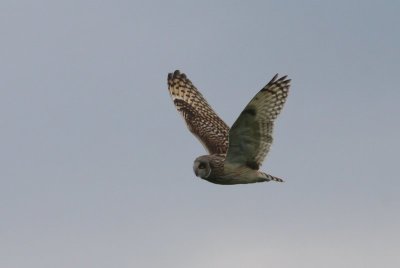 Velduil - Short-eared Owl - Asio flammeus