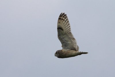 Velduil - Short-eared Owl - Asio flammeus