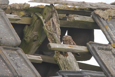 Steenuil - little owl - Athene noctua