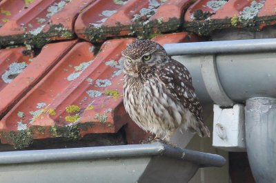 Steenuil - little owl - Athene noctua