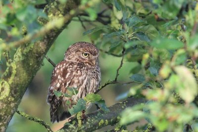 Steenuil - little owl - Athene noctua