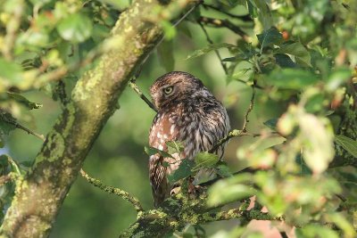 Steenuil - little owl - Athene noctua